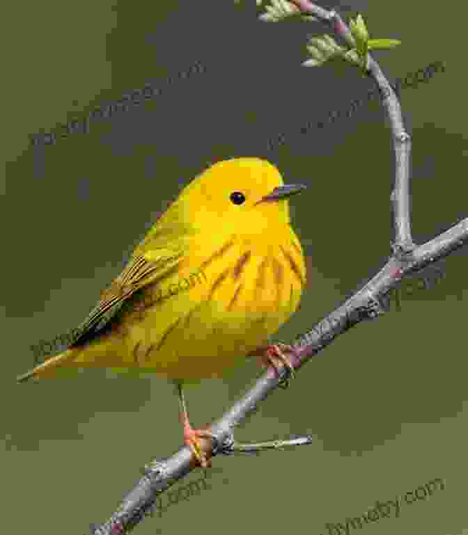 A Group Of Warblers Perched On A Branch, Surrounded By Lush Greenery One More Warbler: A Life With Birds