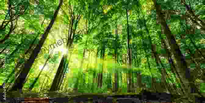 A Majestic Forest With Towering Trees, Dappled Sunlight, And A Shimmering Stream The Turtle And The Rabbit (Tortoise And The Hare): An Easy Reader Chapter Book: (An Aesops Fable Retelling) (Magic Forest Adventures)