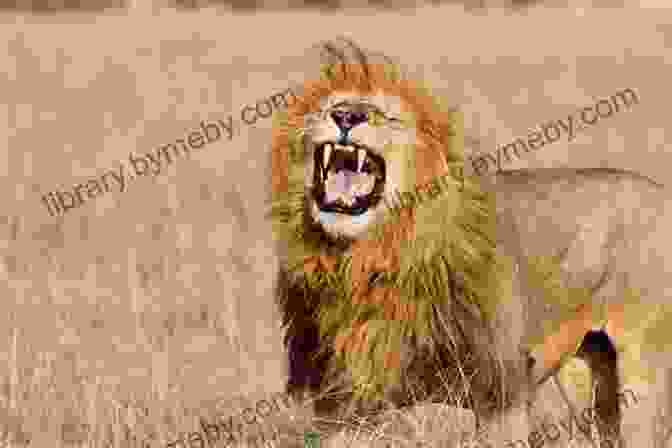 A Majestic Lion Roars Amidst The Golden Savanna, Embodying The Power And Beauty Of The African Wilderness Lion Guard: Return Of The Roar: Free Download Includes Disney EBook (Disney Picture (ebook))