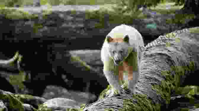 A Majestic Spirit Bear In Its Rainforest Habitat S Is For Spirit Bear: A British Columbia Alphabet (Discover Canada Province By Province)