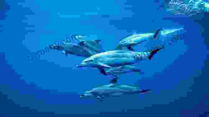 A Pod Of Dolphins Swimming In The Ocean The Whale In The Living Room: A Wildlife Documentary Maker S Unique View Of The Sea