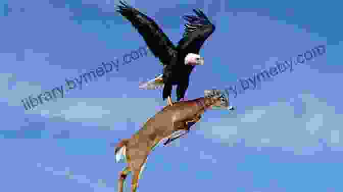 A Powerful Eagle Hunting Its Prey In The Wilderness The Log Of Lone Eagle: The Two Year 14 000 Mile Epic Voyage Of Lone Eagle