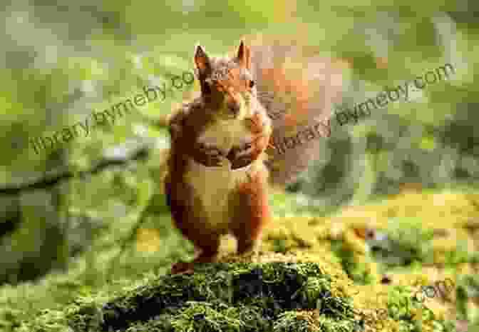 Acorn, A Curious And Determined Squirrel, Scampering Through The Forest Surf S Up : An Acorn (Moby Shinobi And Toby Too #1) (Moby Shinobi And Toby Too )