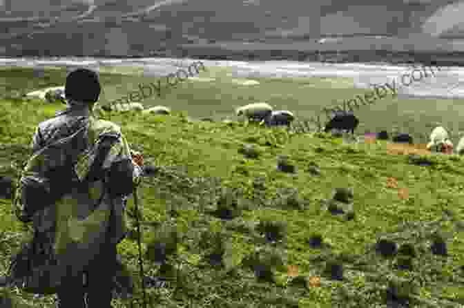 An Elderly Shepherd Sitting On A Bench, Overlooking A Vast Meadow. Counting Sheep: Reflections And Observations Of A Swedish Shepherd