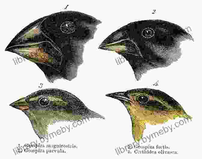 Darwin's Finches, The Inspiration For His Theory Of Evolution The Voyage Of The Beagle