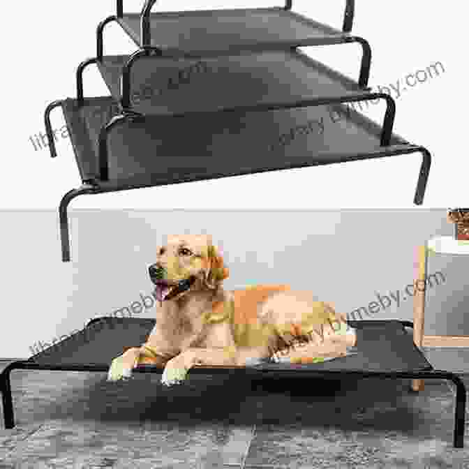 Elevated Dog Bed With A Mesh Sleeping Surface Large Dog Beds: Smart Shopping Tips For Choosing Large Dog Beds