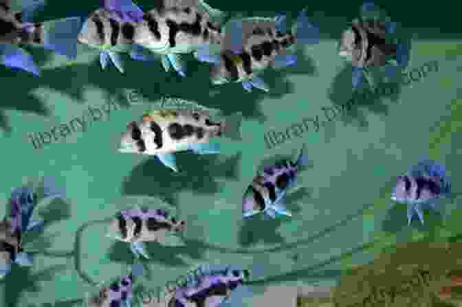 Expert Cichlid Breeder Showcasing Rare And Highly Sought After Species Cichlids: Make Money Raising And Selling