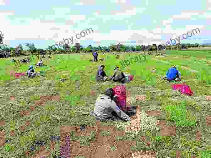 Farmworkers Toiling In The Fields Under The Scorching Sun Fresh Fruit Broken Bodies: Migrant Farmworkers In The United States (California In Public Anthropology 27)