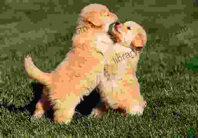 Golden Retriever Puppies Playing Happily In A Field Top Puppies: Golden Retriever Puppies Children S About Golden Retrievers Preschool Grade 2 (16 Pgs)