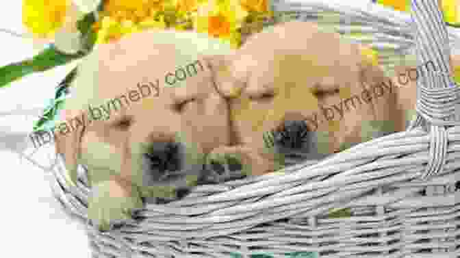 Golden Retriever Puppies Sleeping Peacefully In A Basket Top Puppies: Golden Retriever Puppies Children S About Golden Retrievers Preschool Grade 2 (16 Pgs)