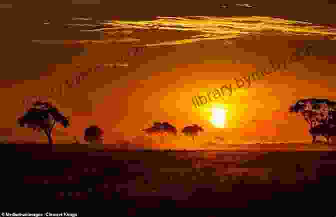 Golden Sunset Over The African Savanna It All Started In Africa