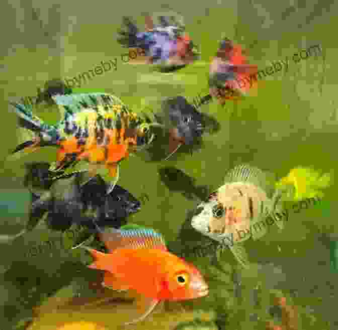 Presentation Of Cichlids For Sale, Showcasing Healthy Specimens In Well Maintained Containers Cichlids: Make Money Raising And Selling