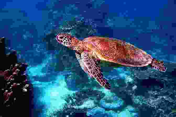 Ridley The Sea Turtle Swimming Through A Coral Reef Ridley S Tale: A Turtle S Adventure