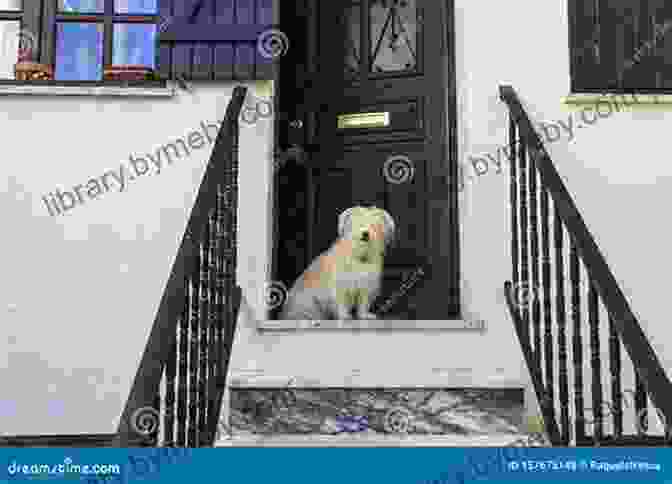 Stray Dog Sitting On Doorstep, Looking Up At Elderly Woman A Pet For Petunia Paul Schmid