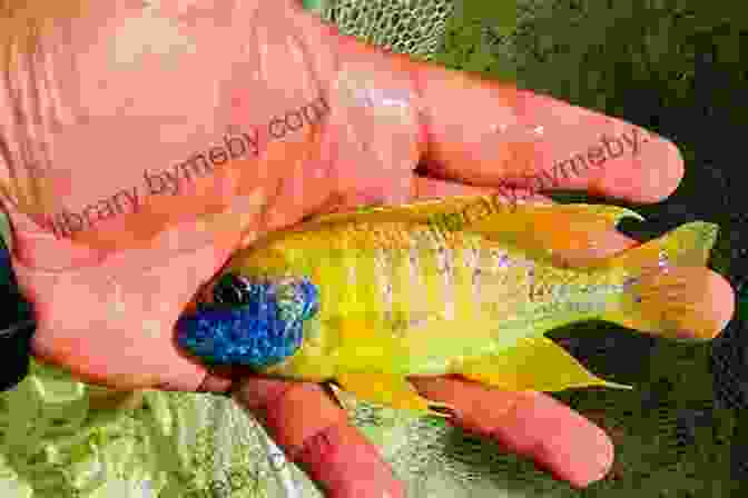 Stunning Cichlid Displaying Vibrant Colors And Intricate Patterns Cichlids: Make Money Raising And Selling