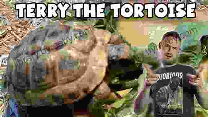 Terry The Tempted Tortoise, A Young And Curious Tortoise, Embarks On An Adventure Filled With Temptation And Danger. Terry The Tempted Tortoise