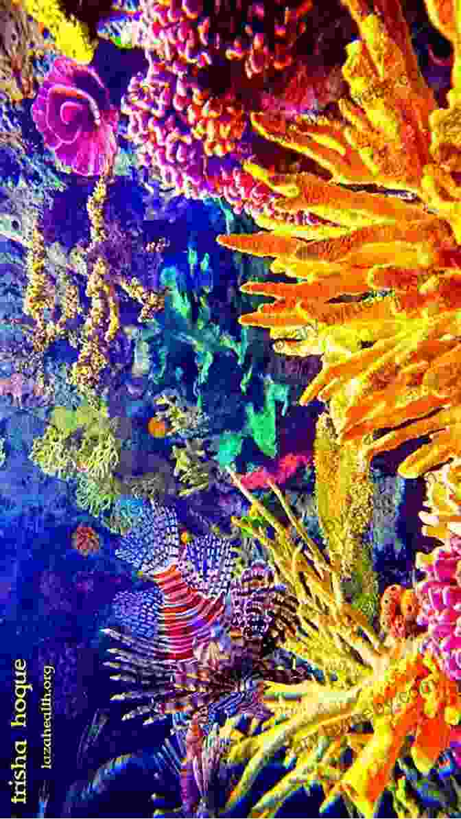 The Vibrant Coral Reefs Of The Red Sea, A Kaleidoscope Of Colors And Life. Adventures In Archaeology: The Wreck Of The Orca II And Other Explorations