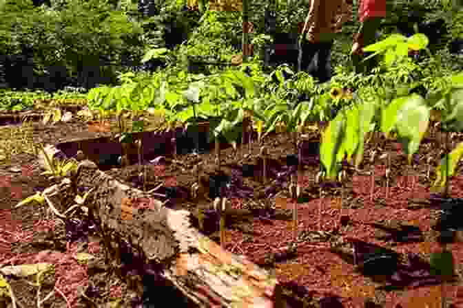 Tree People Team Culturedabba Demonstrating Their Innovative Reforestation Techniques Tree People Team CultureDabba