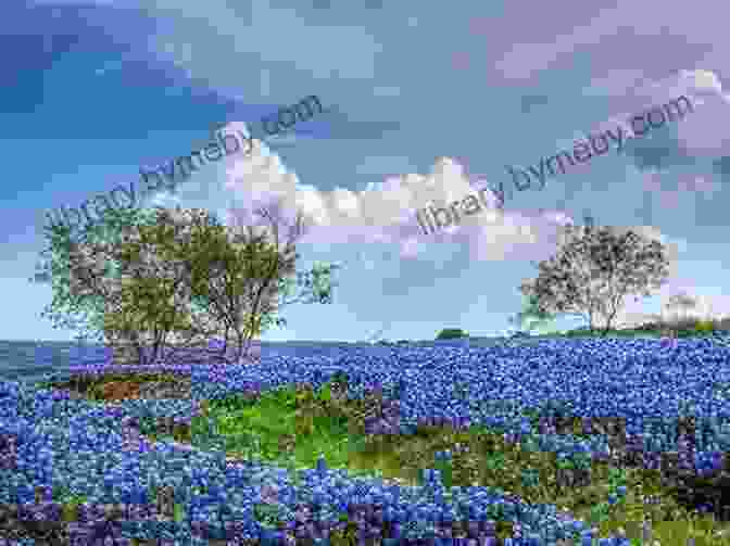 Vibrant Blue Bonnet Fields, A Breathtaking Spectacle Of Texas' Natural Heritage Deep In The Heart: The Groom Who Went To War Aharon Karov