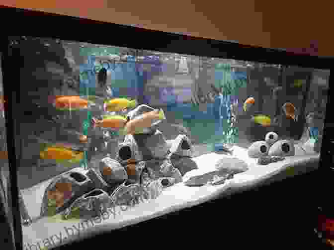 Well Equipped Cichlid Tank Featuring Rocks, Plants, And Filtration System Cichlids: Make Money Raising And Selling